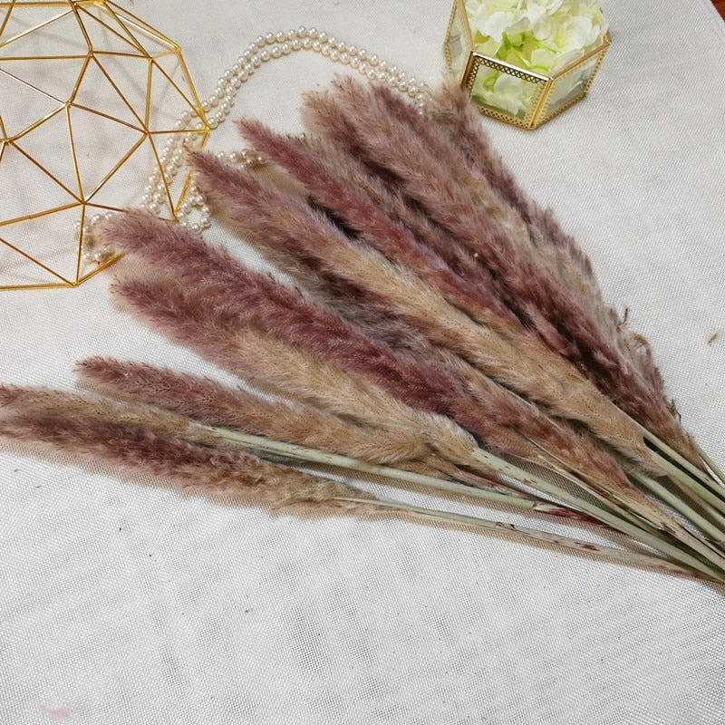 15pcs Natural Dried Pampas Grass Reed Phragmites Dry Flower Plants