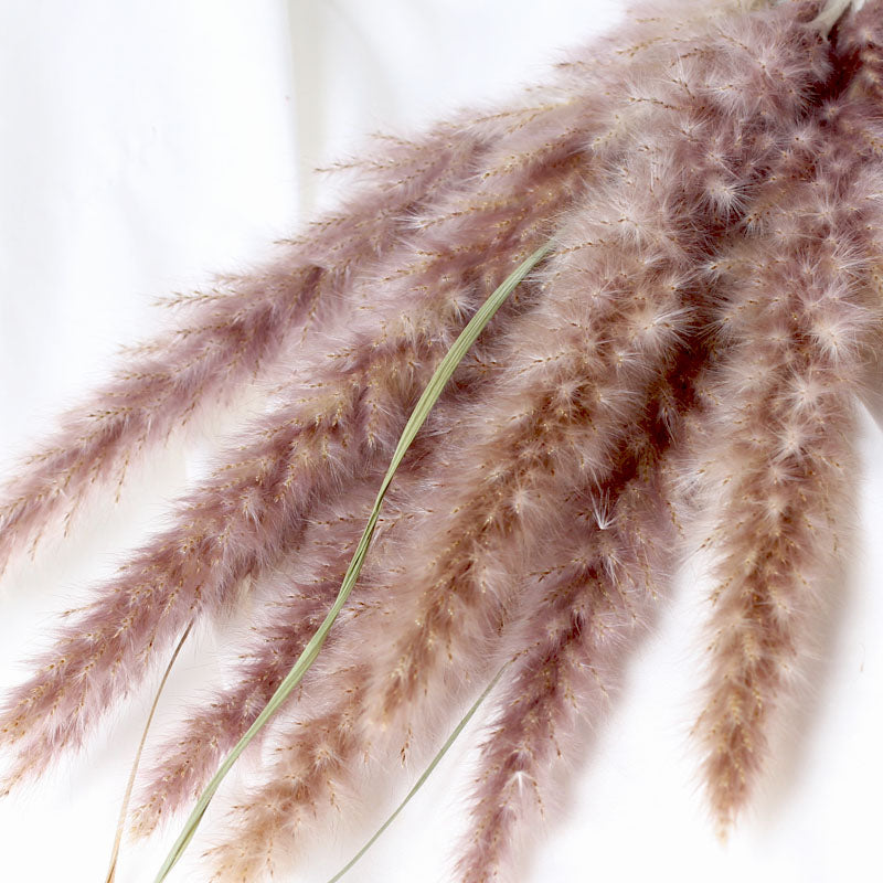 15pcs Natural Dried Pampas Grass Reed Phragmites Dry Flower Plants